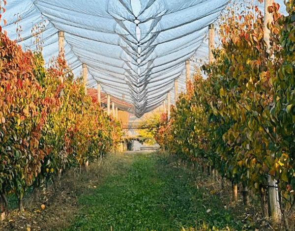 copertina news ROMANISIO (1) pere nashi