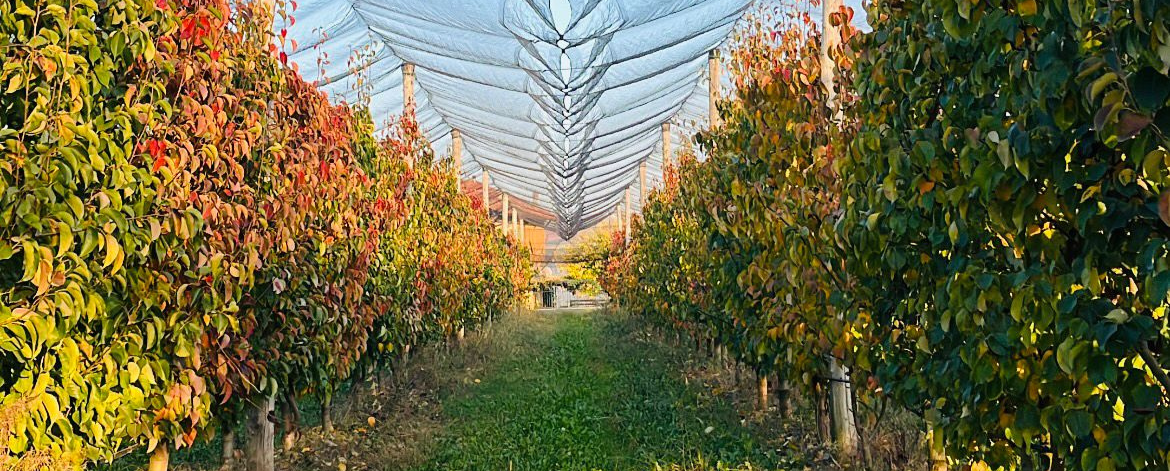 copertina news ROMANISIO (1) pere nashi