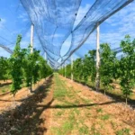 Foglie nuove: un nuovo capitolo per Azienda Agricola Romanisio