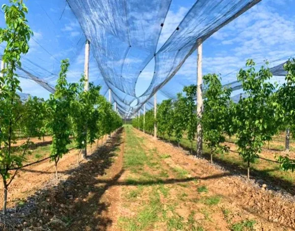 Foglie nuove: un nuovo capitolo per Azienda Agricola Romanisio