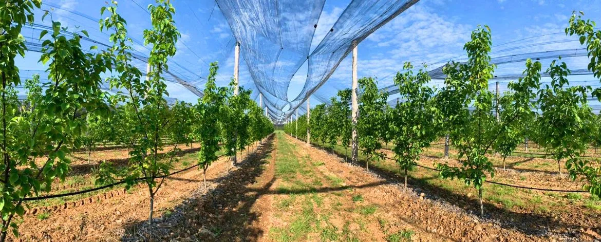 Foglie nuove: un nuovo capitolo per Azienda Agricola Romanisio