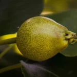 Pere Nashi in Piemonte