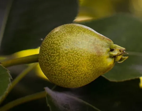 Pere Nashi in Piemonte