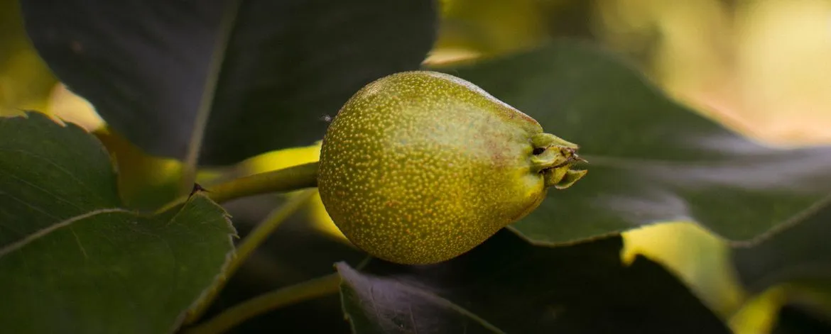 Pere Nashi in Piemonte