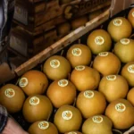 Raccolta pere nashi Pià Romanisio