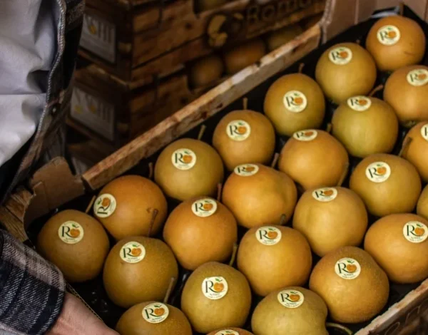 raccolta pere nashi pià Raccolta pere nashi Pià Romanisio